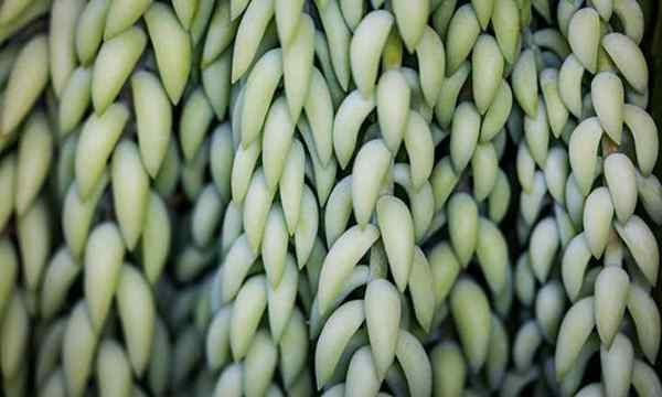 Burros Tail qui pousse des plantes de queue d'âne