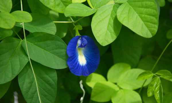 Butterfly Pea, wie man farbveränderte Tees wächst