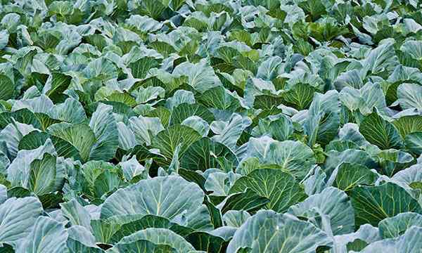 Cabbage Companion Plants Emparejamientos para el éxito