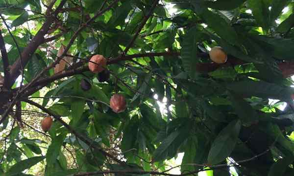 Drzewo kakaowe domowe fasolki kakaowe