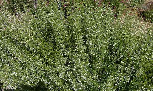 Calamint cara menumbuhkan awan berbunga aromatik