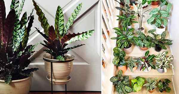 Calathea Care di dalam ruangan | Bagaimana menumbuhkan calathea