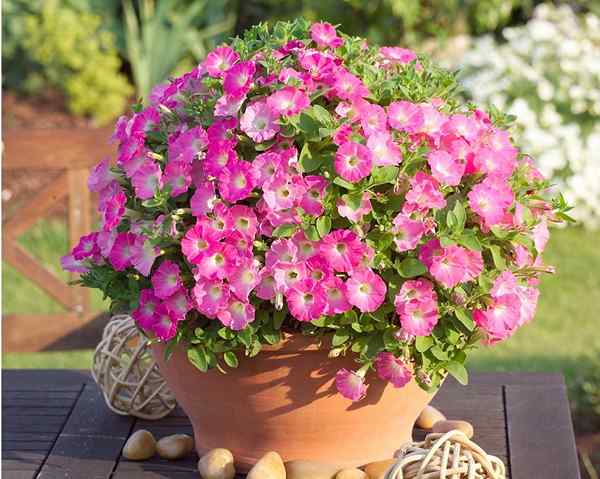 CalibraChoa Care | Cómo cultivar calibrioa