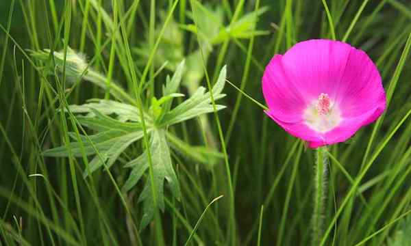 Callirhoe conventucrata penjagaan tumbuh mallow poppy ungu
