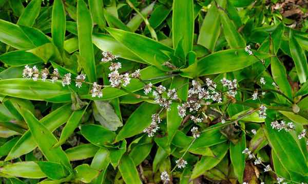 Callisia Fragrans a bela planta de cesta