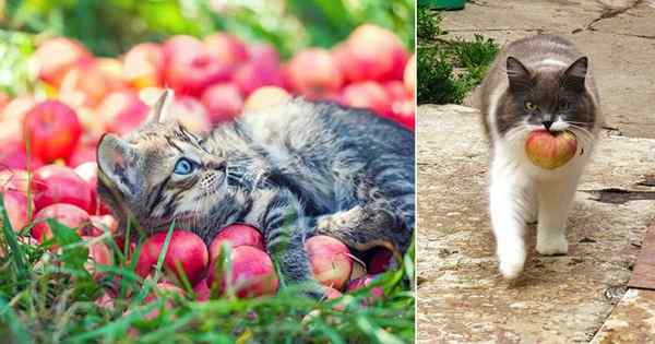 ¿Pueden los gatos comer manzanas?? Son las manzanas malas para los gatos?