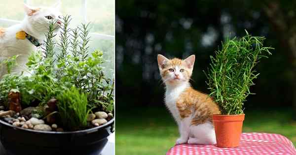 Können Katzen Rosmarin essen?? Ist Rosmarin für Katzen giftig?