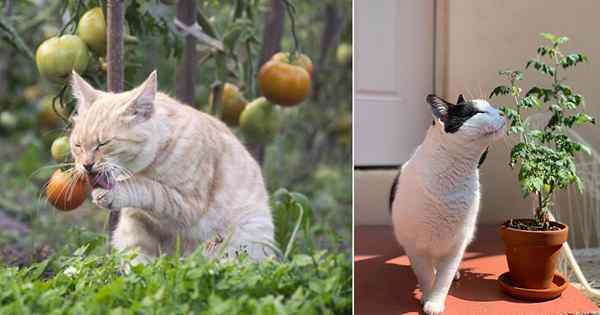 Können Katzen Tomaten essen?? Sind Tomaten schlecht für Katzen?