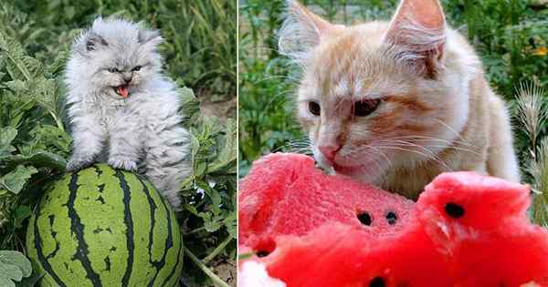Können Katzen Wassermelone essen?? Ist es sicher?