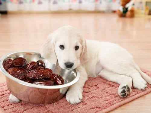 Os cães podem comer datas | As datas são seguras para cães