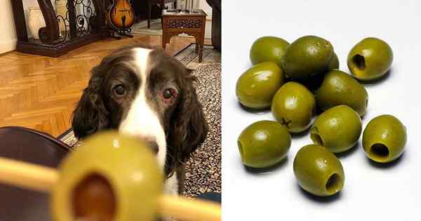 Czy psy mogą jeść oliwki? Czy oliwki są złe dla psów?