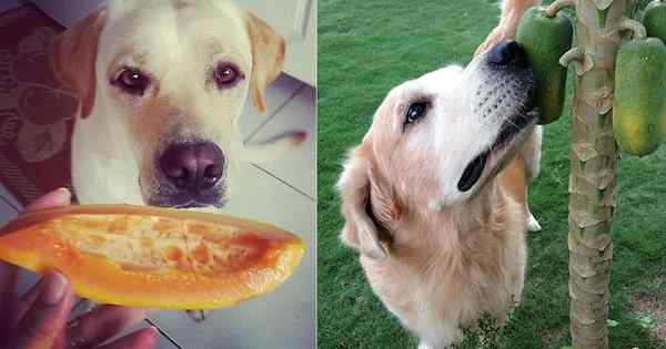 ¿Pueden los perros comer papaya? Es la papaya buena para los perros comer