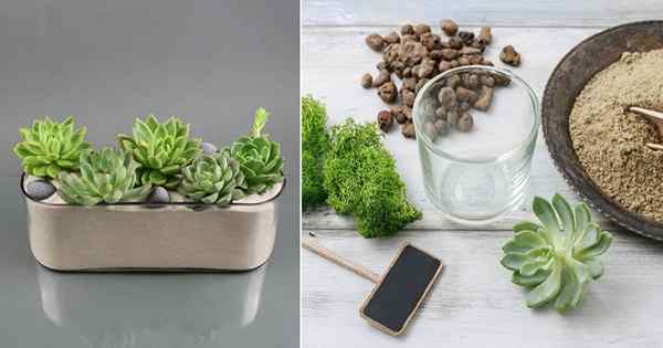 Bolehkah succulents tumbuh di pasir? | Tumbuh succulents di pasir