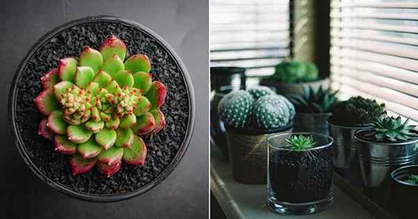 Les plantes succulentes peuvent-elles pousser à l'ombre?