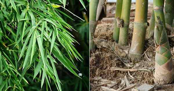 Bisakah kamu makan bambu | Apakah bambu sehat untuk dimakan