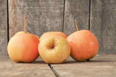 Bolehkah anda makan epal ketam? Panduan ringkas untuk buah hiasan ini
