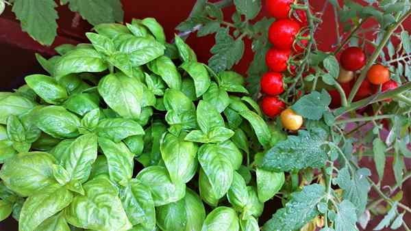 Você pode cultivar tomates com manjericão?