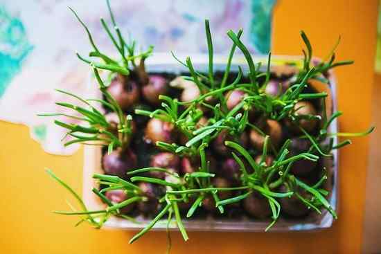 Czy możesz sadzić kiełkową cebulę | Sadzenie kiełkowanych cebuli