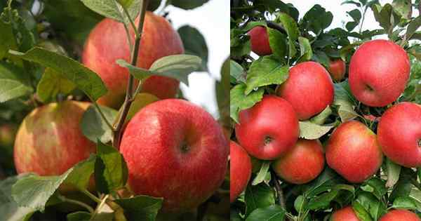 Cuidado y cultivo de manzanas Honeycrisp | Cómo cultivar manzano de miel crujiente