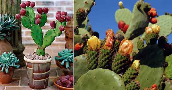 CACUS CARE ET COMBUT CLUSE CACTUS DE PARIE CORPOSITIQUE | Comment cultiver des barbaines