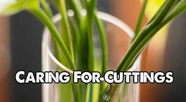 Prendre soin de vos coupes de plantes