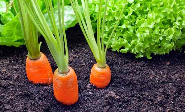 Plantation de compagnon de carottes | Plantes compagnons pour carottes