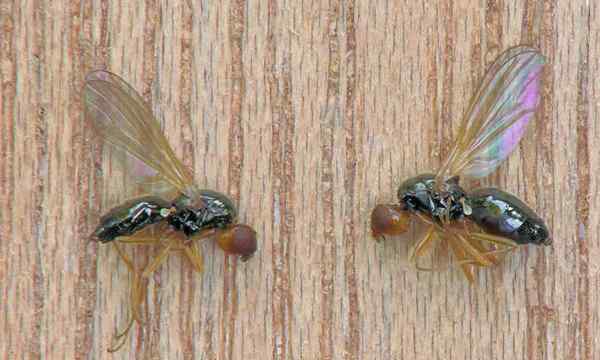 Carrot Fly Advantageous Umbillifer Pest