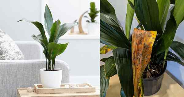 Soins des plantes en fonte | Conseils pour grandir Aspidistra Elatior