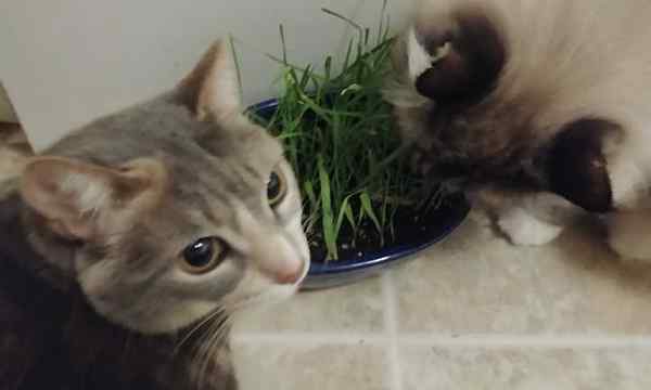 Cat Grass Growing Tasty Dastings para sus amigos felinos