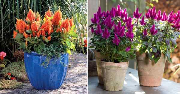 Conseils de soins des fleurs Celosia | Prendre soin de Cockscomb