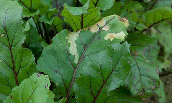 Cercospora daun tempat jamur yang menjengkelkan lainnya