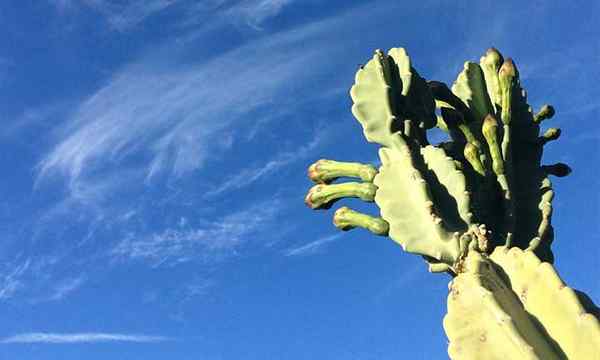 Cereus peruvianus cultivando el cactus de manzana peruana