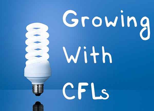 CFL Luces de cultivo la guía definitiva