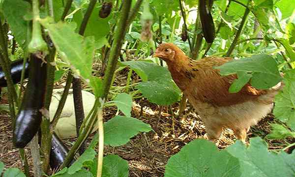 Estiércol de pollo convirtiendo los desechos en fertilizantes de calidad