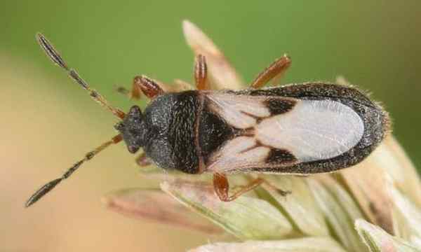 Chinch -Insekten verhindern Chinch -Käferschäden