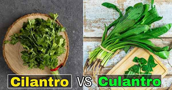 Cilantro vs culantro | Diferencia entre cilantro y culantro