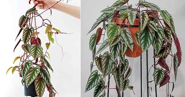 Perawatan Cissus Discolor | Cara Menumbuhkan Rex Begonia Vine di dalam ruangan