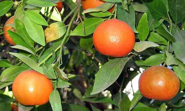 Pokok Clementine tumbuh merawat paling lucu