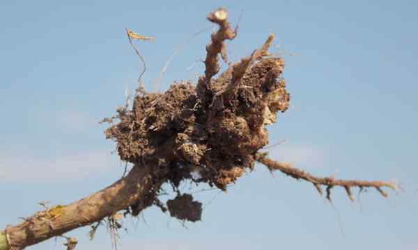 Club-root maladie des racines de brassica commune