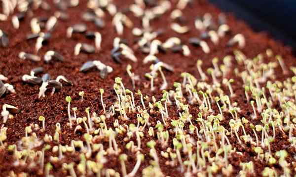 Kelapa coir tikar 3 cadangan teratas kami