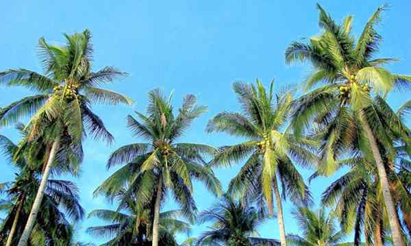 Kokosnussbaumspitzen, die eine Kokosnusspalme bauen