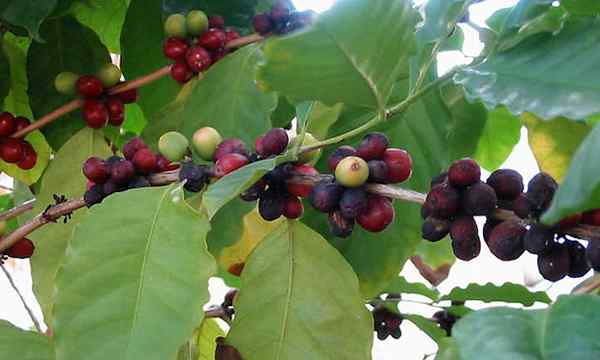 Planta de café cultivación con cafeína casera