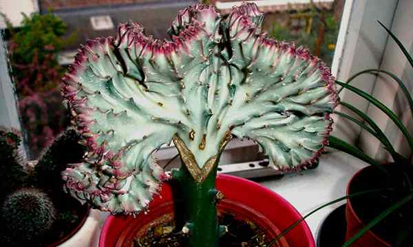 Coral Cactus cultivant la Frankenstein du monde succulent