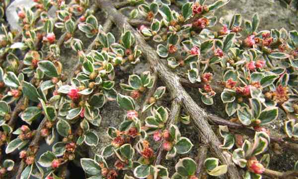 Cotoneaster horizontalis belles baies et feuillage