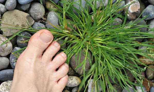 Crabgrass cómo deshacerse de esta hierba para siempre
