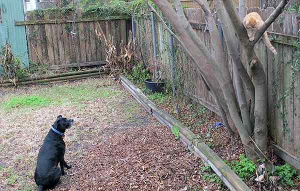 Erstellen eines Haustier-Safe-Gartens, ein Leitfaden für giftige und ungiftige Pflanzen