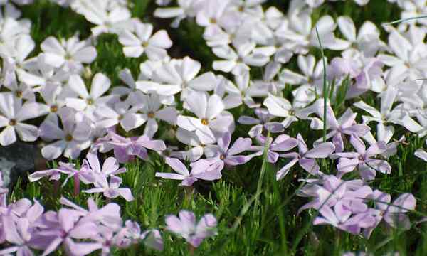 Phlox rastejante, flox monte fácil de cultivar plantas perenes