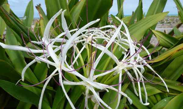 Crinum Lily Jak bezpiecznie uprawiać lilie pająka