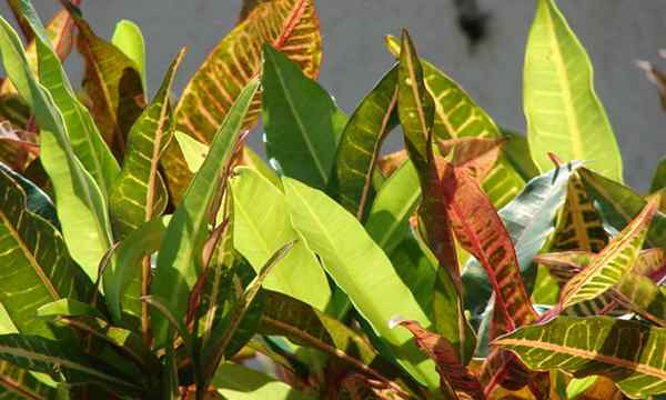 Crotons, wie man Codiaeum Variegatum wächst und sie kümmert