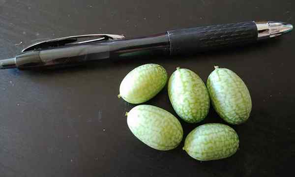 Cucamelon Plant Mighty Mouse Melon